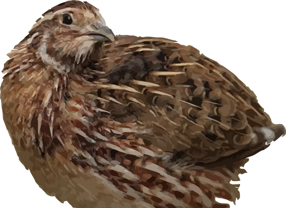 Live Quail | Small-Scale Quail